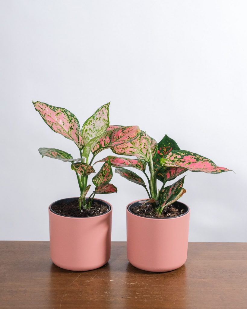 Aglaonema 'Spotted Star'