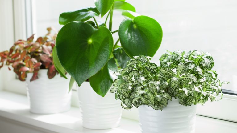 12 csíkos levelű szobanövény, mely feldobja a lakást