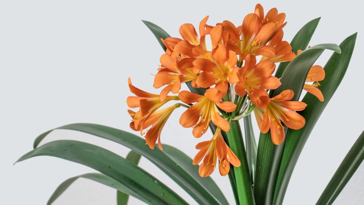 Virágzó szobanövények – A lakás különleges díszei