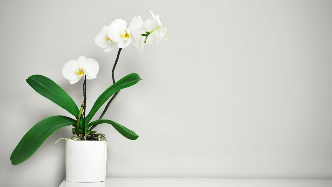 Lepkeorchidea (Phalaenopsis) gondozása – Részletes útmutató