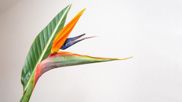 Papagájvirág (Strelitzia) gondozása – Részletes útmutató